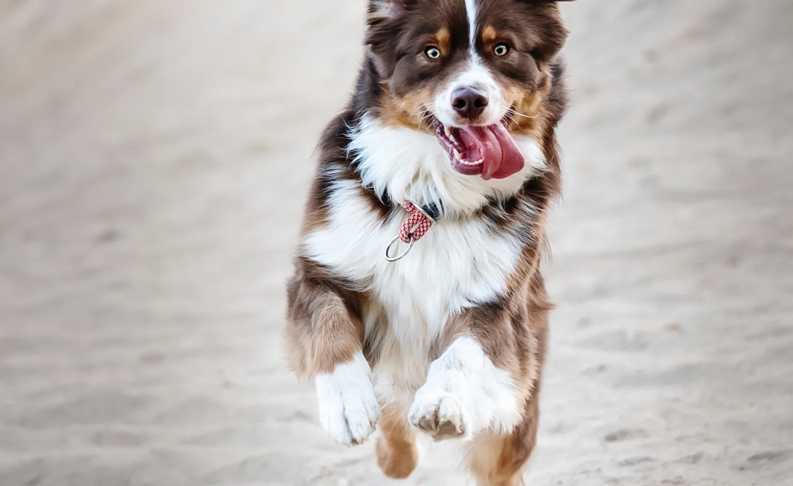 dog with tongue out running in sand